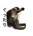 猫のめーちゃん（個別スタンプ：7）