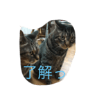 猫のめーちゃん（個別スタンプ：8）