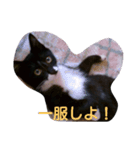 猫の日常！（個別スタンプ：1）