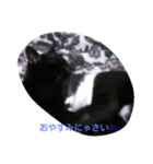 猫の日常！（個別スタンプ：2）