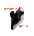 猫の日常！（個別スタンプ：4）