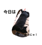 猫の日常！（個別スタンプ：6）
