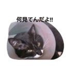 猫の日常！（個別スタンプ：7）
