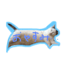 まろの毎日（個別スタンプ：4）