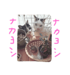 まろの毎日（個別スタンプ：6）