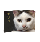 まろの毎日（個別スタンプ：8）