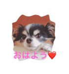 あるチワワの1日。〜そんと⁉︎〜（個別スタンプ：2）