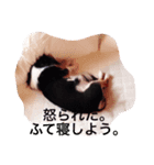 あるチワワの1日。〜そんと⁉︎〜（個別スタンプ：6）