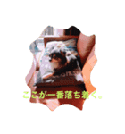 あるチワワの1日。〜そんと⁉︎〜（個別スタンプ：7）