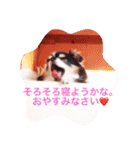あるチワワの1日。〜そんと⁉︎〜（個別スタンプ：8）