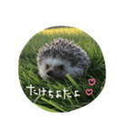 ハリネズミのたけちよ（個別スタンプ：1）
