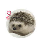ハリネズミのたけちよ（個別スタンプ：6）