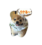 ポメラニアンシンちゃん3（個別スタンプ：2）