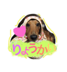 動物だいすき（個別スタンプ：1）