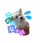 動物だいすき（個別スタンプ：7）