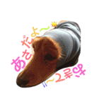 動物だいすき（個別スタンプ：11）