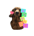 動物だいすき（個別スタンプ：12）