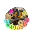 動物だいすき（個別スタンプ：13）