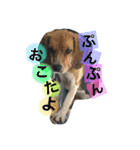 動物だいすき（個別スタンプ：16）