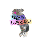 動物だいすき（個別スタンプ：18）