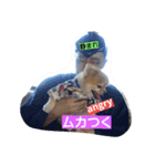 ポメラニアンシンちゃん2（個別スタンプ：3）