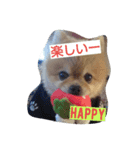 ポメラニアンシンちゃん2（個別スタンプ：5）