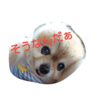 ポメラニアンシンちゃん2（個別スタンプ：8）