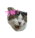 ショコラとナツメちゃん。（個別スタンプ：1）