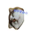 ショコラとナツメちゃん。（個別スタンプ：4）