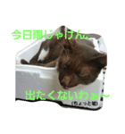 ショコラとナツメちゃん。（個別スタンプ：8）