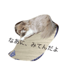 ばたーかっぷ（個別スタンプ：3）