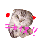タレ耳ねこのチョクロ（個別スタンプ：1）