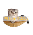 タレ耳ねこのチョクロ（個別スタンプ：3）