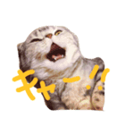 タレ耳ねこのチョクロ（個別スタンプ：4）