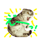タレ耳ねこのチョクロ（個別スタンプ：5）