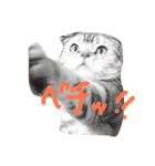 タレ耳ねこのチョクロ（個別スタンプ：7）