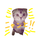 タレ耳ねこのチョクロ（個別スタンプ：8）