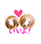 cocomimi2（個別スタンプ：4）