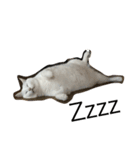 onemuneco（個別スタンプ：5）
