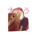 ウサギのくーちゃんスタンプ（個別スタンプ：11）