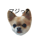 chiwawa noa（個別スタンプ：1）