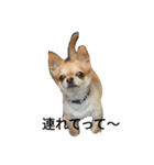 chiwawa noa（個別スタンプ：2）