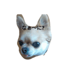 chiwawa noa（個別スタンプ：3）
