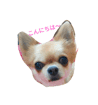 chiwawa noa（個別スタンプ：5）
