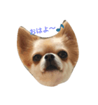 chiwawa noa（個別スタンプ：6）