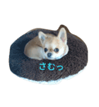 chiwawa noa（個別スタンプ：9）