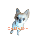 chiwawa noa（個別スタンプ：10）