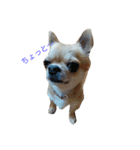chiwawa noa（個別スタンプ：12）