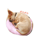 chiwawa noa（個別スタンプ：13）