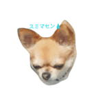 chiwawa noa（個別スタンプ：14）